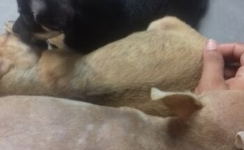 Clinica Animal Bahia