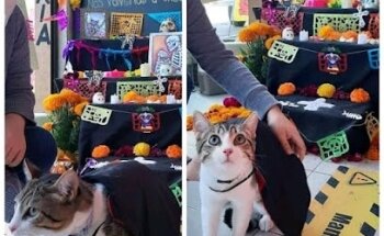 CLÍNICA VETERINARIA VET PEZ