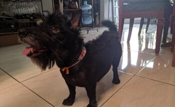 Veterinaria Pet's Solutions