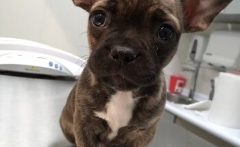 Hospital Veterinario CRIVET Pachuca