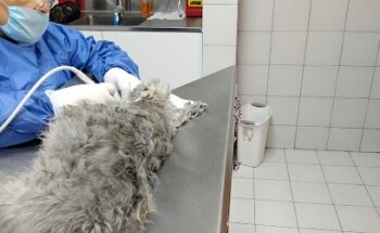 Clínica Veterinaria a Domicilio Mascota Mia