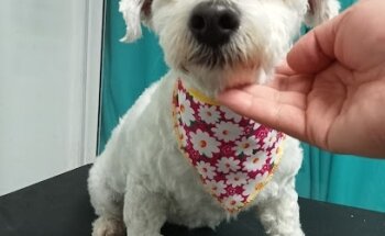 CECC CLÍNICA DE ESTERILIZACIÓN CANIS CATTUS