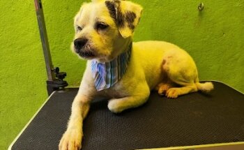 Consultorio Veterinario La Perla