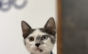 CentroVet Hospital Veterinario