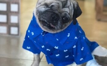 Veterinaria Zertuche