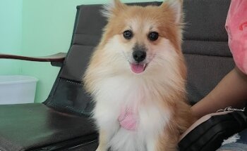 Clínica Veterinaria Rodríguez