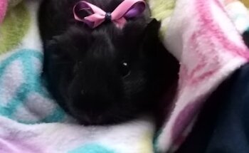 Veterinaria y Estética Orión