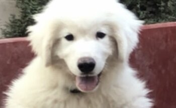 Dr Licon Clinica Veterinaria