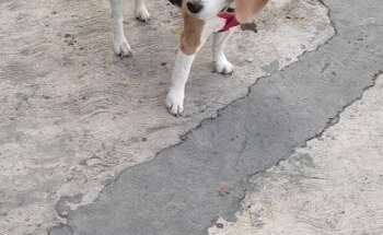 Clinica Veterinaria Cordillera