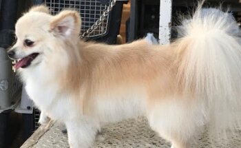 Estética Canina Y Veterinaria Terry