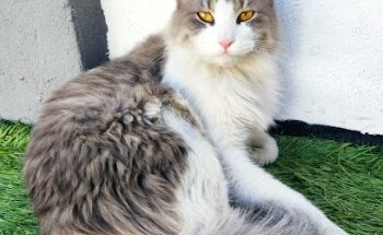 Veterinaria Que Pets