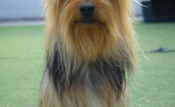 Fitdog San Ángel Veterinario