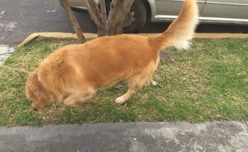 Veterinaria Puppy Center