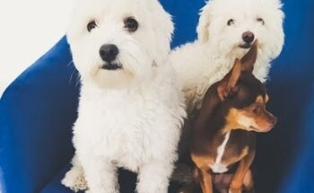 Centro veterinario los Reyes