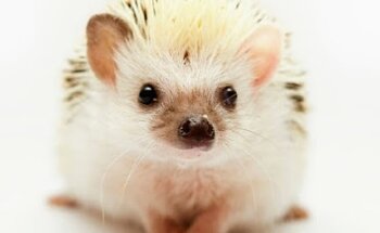 KAZOKU CENTRO VETERINARIO