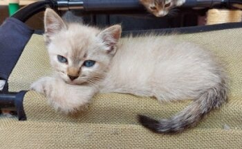 Happy Animals México (veterinaria tienda estética)