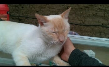 Clinica Veterinaria Santa Lucía