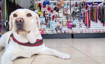 Clínica Veterinaria Hund Bud