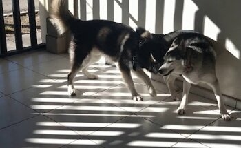 CLINICA VETERINARIA VILLAPET