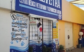 Veterinaria CEMEVETRA(reproducción canina)