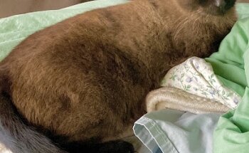 Veterinaria Casas vi3jas