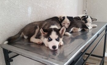 Mi Mejor amigo Veterinaria