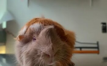 Veterinaria para conejos, roedores, aves, reptiles y más