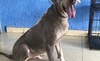 VETERINARIA COOKY DOG