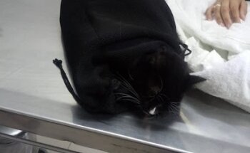 Clínica Veterinaria OFTALMOLÓGICA