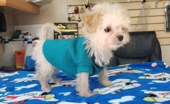 Veterinaria Dr's Garza Garcia