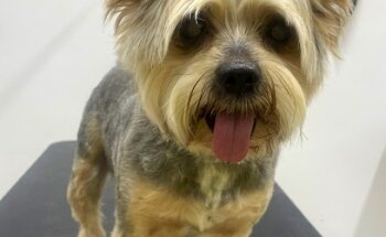 Veterinaria Mascotas.inc