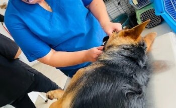 Veterinaria y Estética Canica 