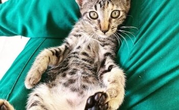 Veterinaria Dr. Bobbie