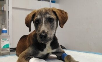 Scops Servicios Veterinarios