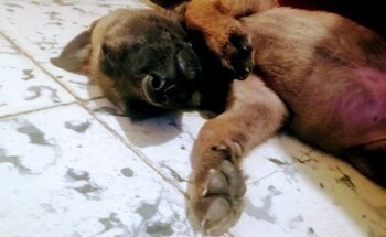 VETERINARIA ESPECIES