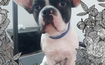 Centro Veterinario Reynosa / Estetica canina