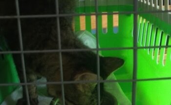 Centro Clínico Veterinario Dr. Pets