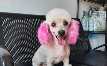 Centro Veterinario ANIMALIA