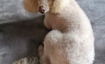 Veterinaria Dr Carbajal