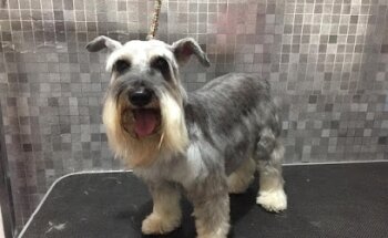 SIPMA Servicios Integrales Para Mascotas