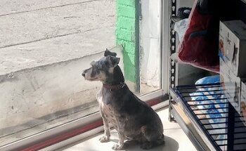 Clínica Veterinaria LOROVET