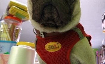 Veterinaria Star Pet's