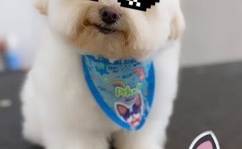 Veterinaria y Estética Peludogs JRZ