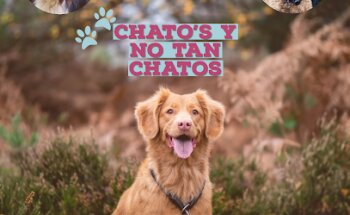 Chatos y no tan Chatos