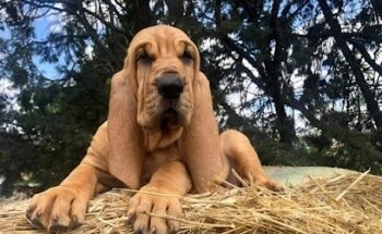 Clínica Veterinaria Tabachines