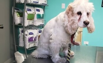 VETERINARIA CAMPESTRE