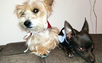 Veterinaria Las mascotas de Charlie Brown