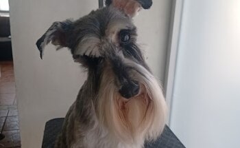 Medicina & cirugía veterinaria, clínica veterinaria