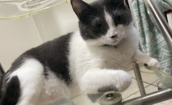 Veterinaria Animal Care