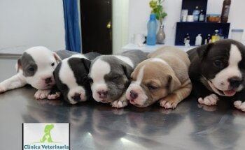 Veterinaria y Estética Canina 